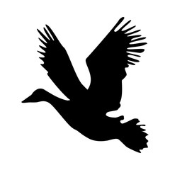 gulls birds flying isolated icon