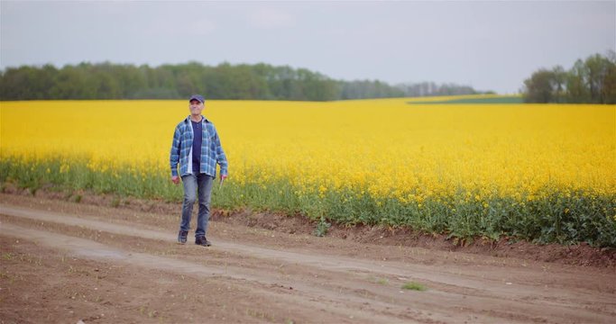 Farmer Examining Crops at Oil Seed Rapefield Farm.