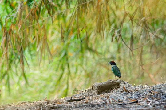 Hooded Pitta standing in the bamboo forest