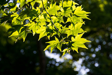 新緑のモミジの葉