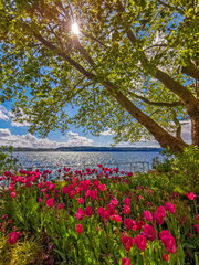Ferien Frühling am schönen Bodensee mit bunten Blumen am Seeufer 