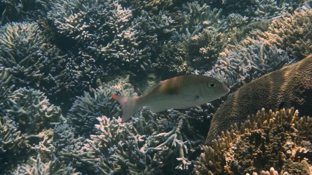 Single Thumbprint Emperor fish swimming around forest of branched coral, slowmo