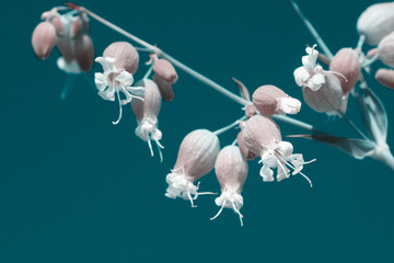 unopened buds with white flowers on blurred natural background