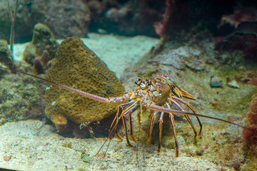 A snapshot of spiny lobster in a natural habitat on the seabed.