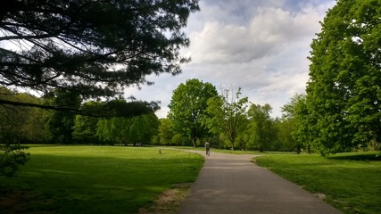 Fototapeta premium landscape with trees in the park trees in the woods