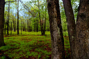 Obraz premium landscape with trees in the park trees in the woods