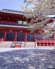 日光山輪王寺　三仏堂と金剛桜（桜吹雪）