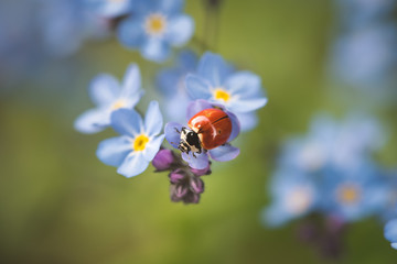 lady bug on forget me not.  © Brandy