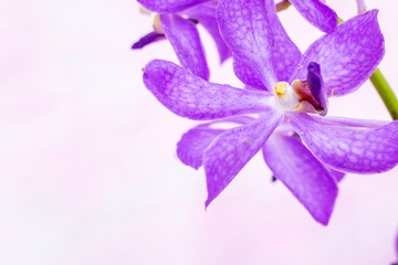 Purple orchid are on white background