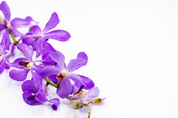 Fototapeta na wymiar Purple orchid are on white background