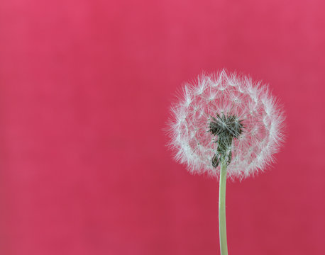 dandelion seeds on pink background - Powered by Adobe