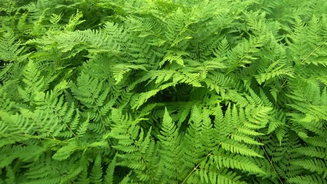 Wild Ferns in a Steady Breeze