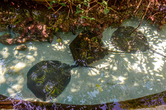 Stingrays at the bottom of an artificial reservoir.