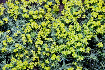
Bright small garden flower euphorbia cypress filmed close-up.