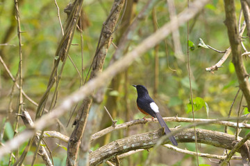 black winged blackbird