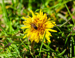Bee on a Dandelion