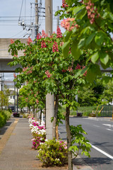 Obraz premium 花咲く
