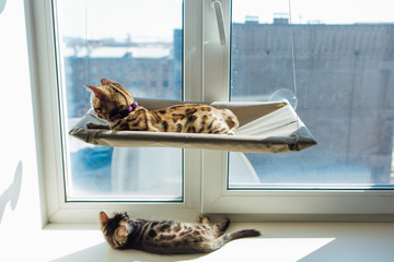 Two cute bengal kittens gold and chorocoal color laying on the cat's window bed and windowsill relaxing.
