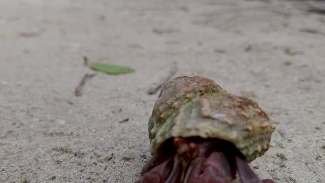 Hermid crab walking towards the camera