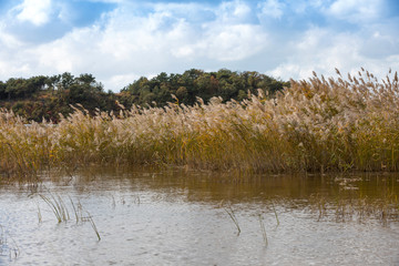 Reed wetlands and autumn scenery in Korea