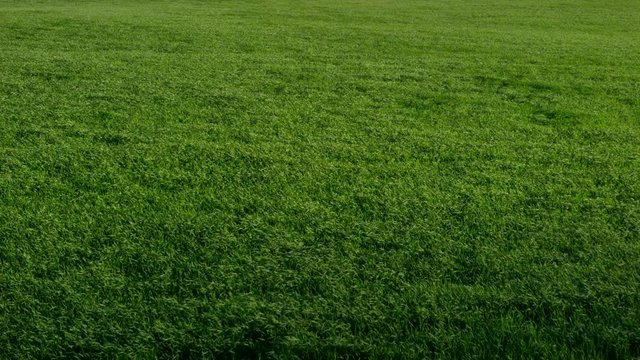 MS Green grass moving in wind