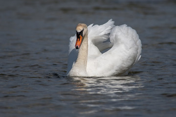 Schwan