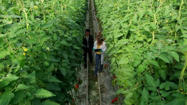 HA DS&nbsp;WS TS Businessman and woman in lab coat walking in tomato greenhouse