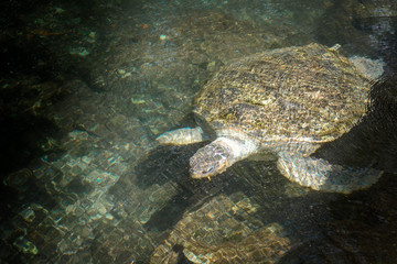 Obraz na płótnie Canvas A huge sea turtle in the sea near the rocks.