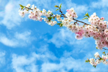 Blue sky with white clouds and a branch of blossoming sakura. Delicate pink flowers bloom outdoor. Beautiful spring background on a sunny weather day