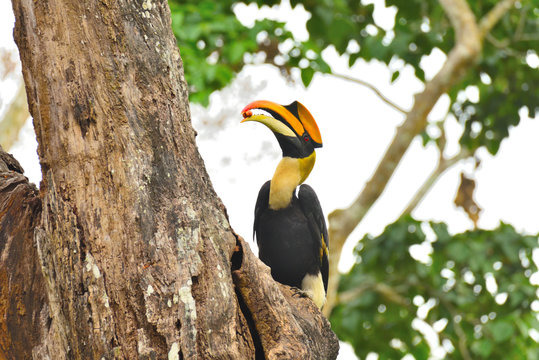 Yellow Billed Hornbill