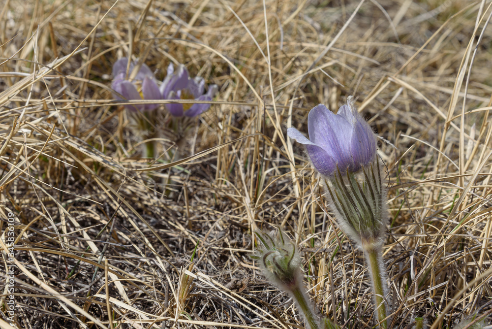 Canvas Prints springtime crocuses 