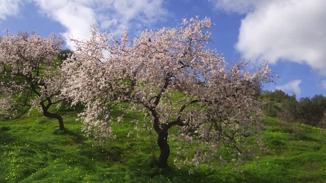 WS&nbsp;Blossoming almond tree&nbsp;(Prunus&nbsp;dulcis)