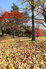 maple trees and fallen leaves in autumn