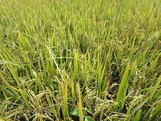 Green rice field