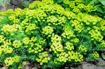 Bright small garden flower euphorbia cypress.