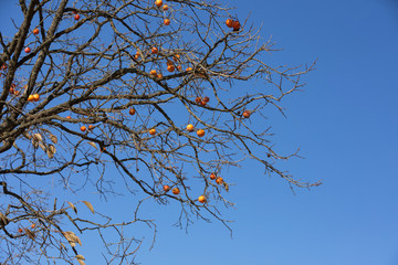 Persimmon tree with blue sky