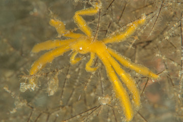 Yellow Achaeus japonicus, sometimes known as the orang-utan crab, is a crab of the family Inachidae which can be observed in tropical waters of the central Indo-Pacific.