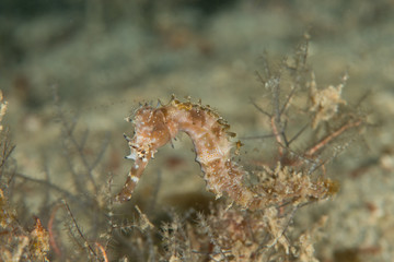 Hippocampus histrix. The spiny seahorse, also referred to as the thorny seahorse, is a small marine fish in the family Syngnathidae, native to the Indo-Pacific area