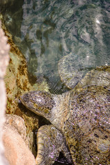 A huge sea turtle in the sea near the rocks.