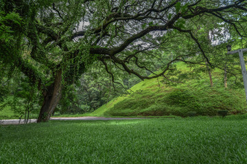 Fresh Landscape view in park
