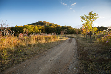 Beautiful country roads and autumn scenery in Korea