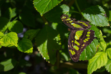 Mariposa malachite sobre hoja