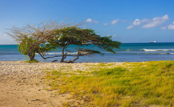 Arbol fofoti en aruba