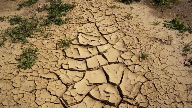 MS CU Flower growing in cracked dry earth