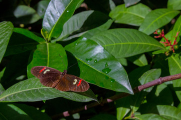 Mariposa postman en aruba