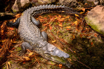 A huge crocodile basks in the sun in fallen leaves.