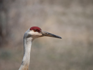 Close Up of a Sandhill Crane's Head in Profile