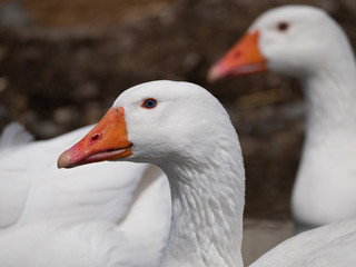 Close Up of the Head of a  White Goose with Orange Beak