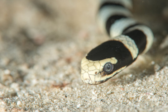 Sea kraits (Laticauda laticaudata), or coral reef snakes, are a subfamily of venomous elapid snakes, the Hydrophiinae, that inhabit marine environments for most or all of their lives.