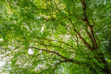 Beautiful forest tree. Nature green leaves background with daylight